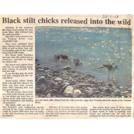 Black stilt chicks released into the wild