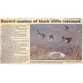 Record number of black stilts released