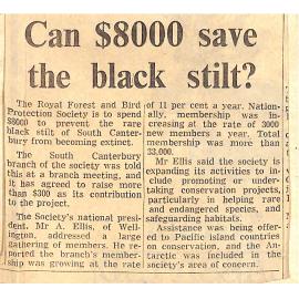 Can $8000 save the black stilt?