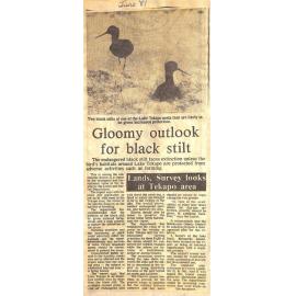 Gloomy outlook for black stilt