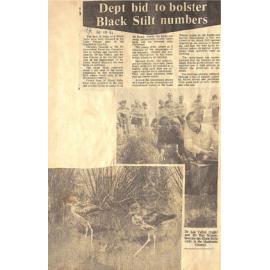 Dept bid to bolster Black Stilt numbers