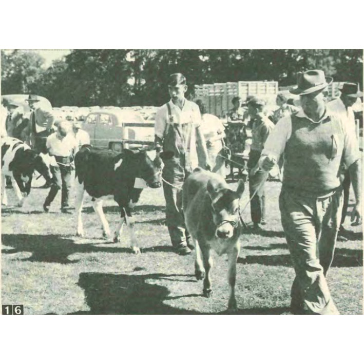 Agricultural and Pastoral (A & P) Association Shows