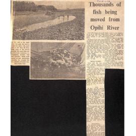 Thousands of fish being removed from Opihi River