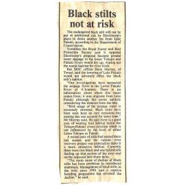 Black stilts not at risk