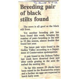 Breeding pair of black stilts found