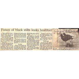 Future of black stilts looks healthier