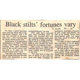 Black stilts' fortunes vary