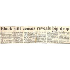 Black stilt census reveals a big drop