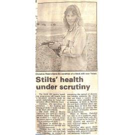 Stilts' health under scrutiny