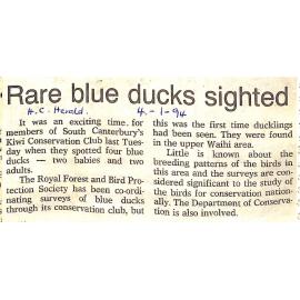 Rare blue ducks sighted
