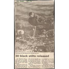 30 black stilts released 