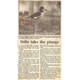 Stilts take the plunge