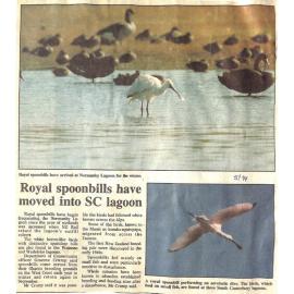 Royal spoonbills have moved into SC lagoon
