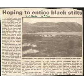 Hoping to entice black stilts