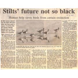 Stilts' future not so black: Human help saves birds from certain extinction