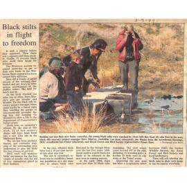 Black stilts in flight to freedom