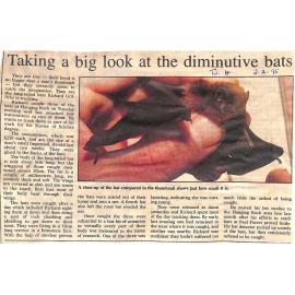 Taking a big look at the diminutive bats