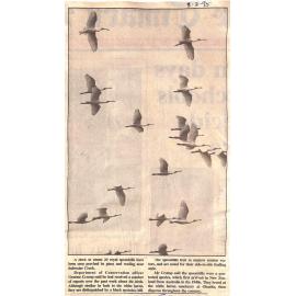 Royal spoonbills at Saltwater Creek