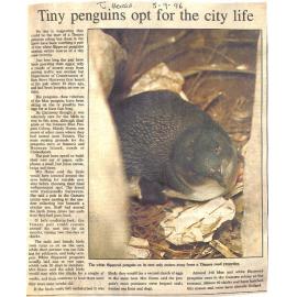 Timaru penguins opt for the city life