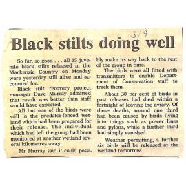 Black stilts doing well