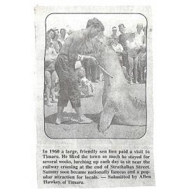 Sea lion visits Timaru