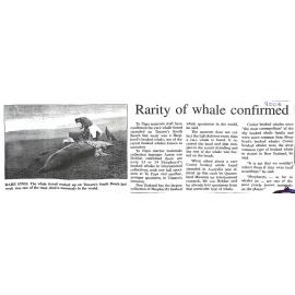 Rarity of whale confirmed