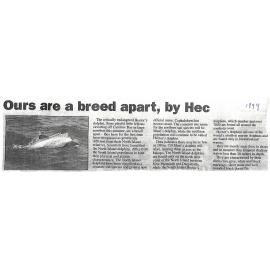 Ours are a breed apart, by Hec