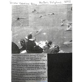 Hector's Dolphins pictured off Caroline Bay