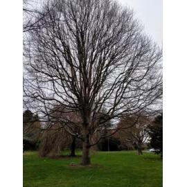 Queen Elizabeth II silver jubilee tree, Temuka Domain