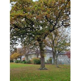 Pirie Family oak tree