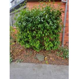 Timaru Girls' High School Womens Suffrage camellia