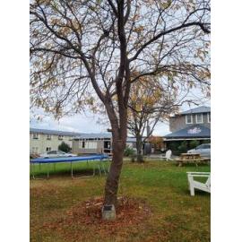 TGHS 'The House' 75th anniversary tree