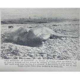 'Sea Monster' at Makikihi