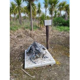 Hochstetter's Frog Model