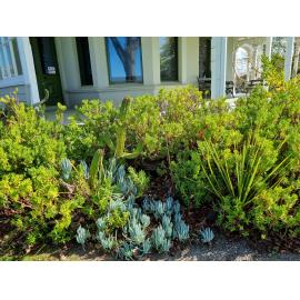 Clifford Brunsden cacti collection