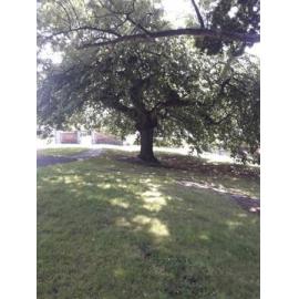 Capt Woollcombe memorial tree