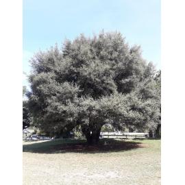 W M Matson memorial tree