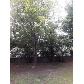 Friends of the Timaru Botanic Gardens tree