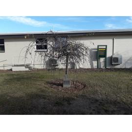 Hawkey Family Reunion tree