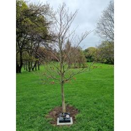 Queen Elizabeth II  platinum jubilee tree