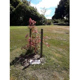 Soka Gakkai International Timaru tree