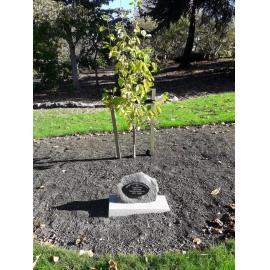 Timaru Horticultural Society 150th anniversary tree