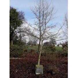 Timaru-Weihai Garden commemorative tree