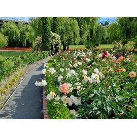 The Peony and Lily Garden at Caroline Bay