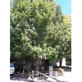 League of Mothers and Homemakers tree