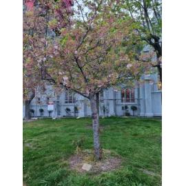 Chalmers Prebyterian Church centenary tree