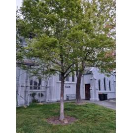 Chalmers Church Diamond Jubilee tree