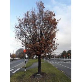 James and Kate Craigie tree