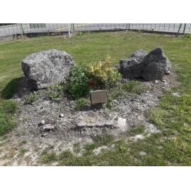 Timaru Main School millenium totara