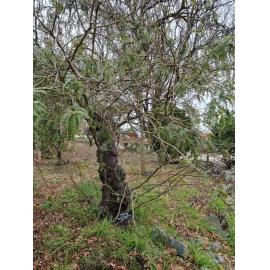 South Canterbury RSA Bernard Freyberg tree